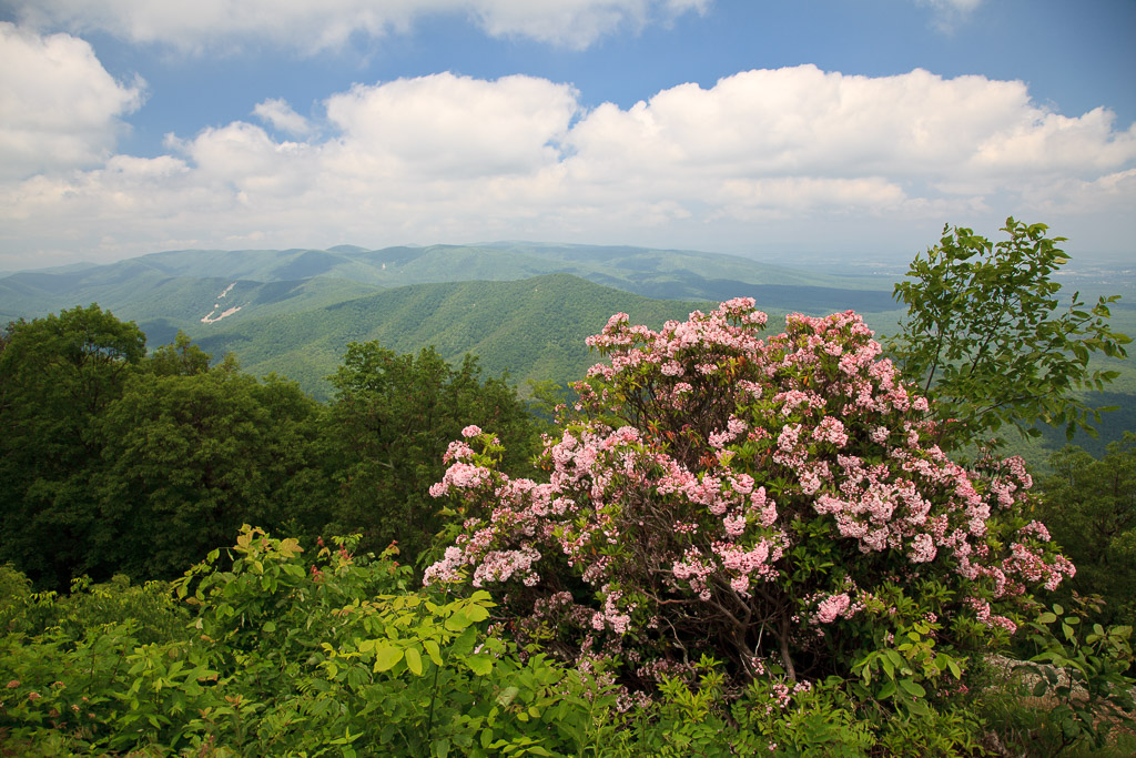 Mountain Laurel Victoria Dye Photography Charlottesville, VA